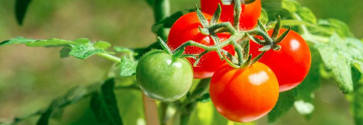 Rispe mit Tomaten im Freien